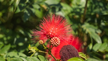 <i>Calliandra haematocephala</i>